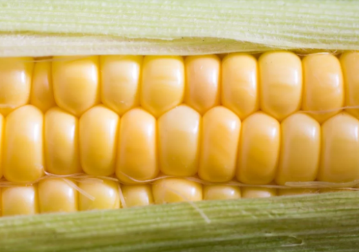 寶寶玉米食譜大全2019 玉米輔食制作方法步驟 寶寶玉米食譜大全2019 玉米輔食制作方法步驟