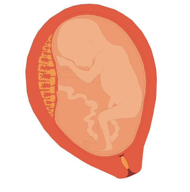 保存臍帶血的費用標準 真的有必要保存臍帶血嗎