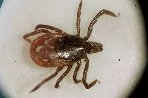 黑腿蜱蟲有什么危害 被蜱蟲咬了怎么處理 黑腿蜱蟲有什么危害 被蜱蟲咬了怎么處理