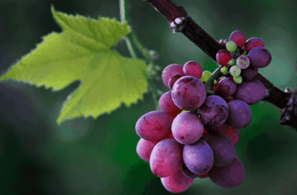 夢到吃自己吃紫葡萄生男生女 孕婦夢到別人給青葡萄生男生女