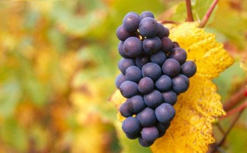 夢到吃自己吃紫葡萄生男生女 孕婦夢到別人給青葡萄生男生女