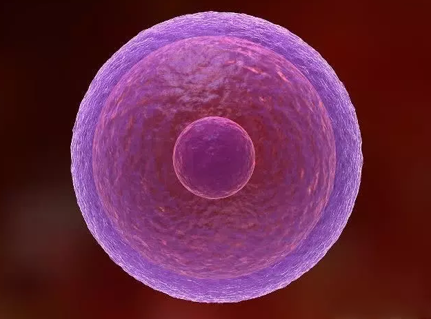 受精卵著床需要幾天 受精卵著床了會(huì)有感覺(jué)嗎