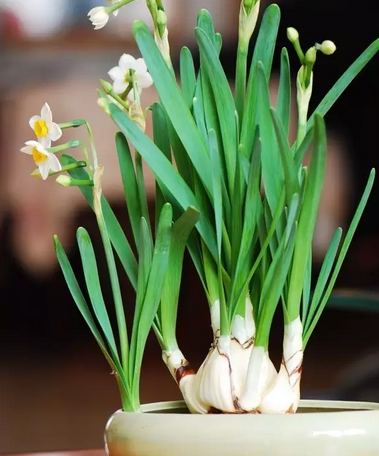 孕婦能養植物嗎 孕婦不能養的植物有哪些 孕婦能養植物嗎 孕婦不能養的植物有哪些