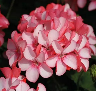 孕婦能養植物嗎 孕婦不能養的植物有哪些 孕婦能養植物嗎 孕婦不能養的植物有哪些