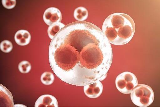 什么時候沒有胎芽胎心建議放棄妊娠 胎心胎芽出現時間早晚原因