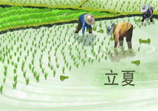 立夏吃烏米飯是什么習俗 立夏當天有哪些不同的習俗