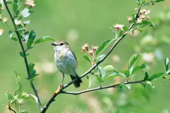 關于立夏的古詩有哪些 立夏詩句大全