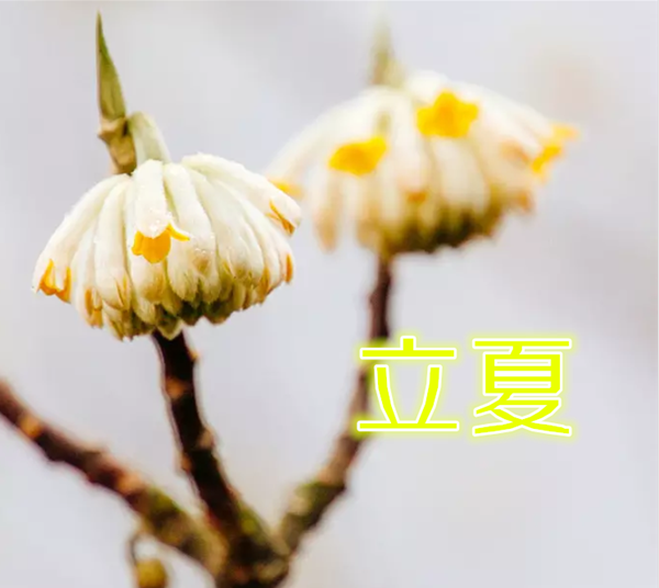 今日立夏說說配圖句子2019 立夏節氣的說說