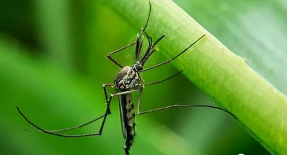 夏季寶寶總是被蚊子咬怎么辦 夏季如何保護寶寶蚊蟲叮咬