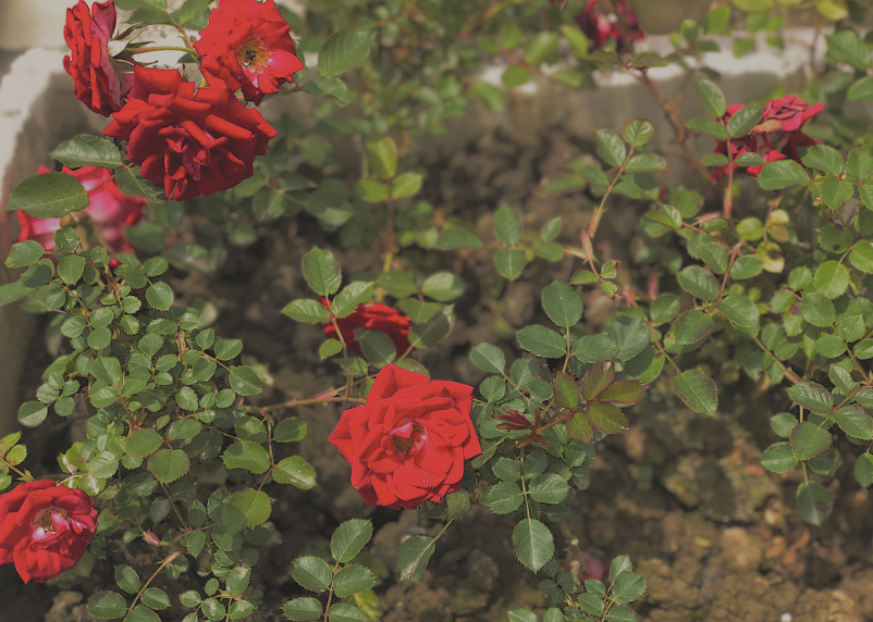 假期結束回歸工作感言 假期結束了的心情感慨 假期結束回歸工作感言 假期結束了的心情感慨