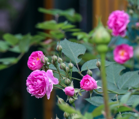 今日立夏怎么去養生 立夏節氣有哪些習俗 今日立夏怎么去養生 立夏節氣有哪些習俗