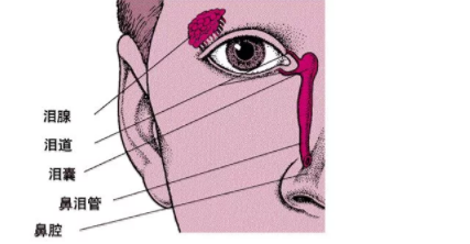 新生兒淚囊炎怎么回事 新生兒淚囊炎怎么辦 新生兒淚囊炎怎么回事 新生兒淚囊炎怎么辦