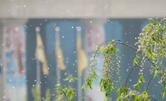 寶寶柳絮過敏怎么辦 怎么預(yù)防寶寶柳絮過敏