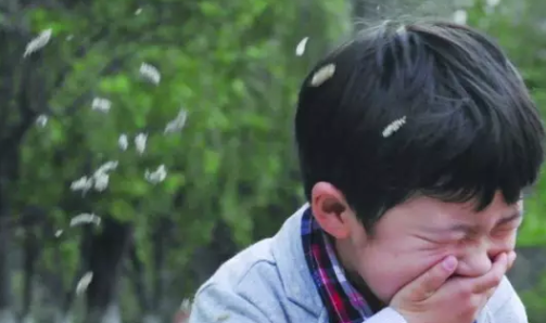 寶寶柳絮過敏怎么辦 怎么預(yù)防寶寶柳絮過敏