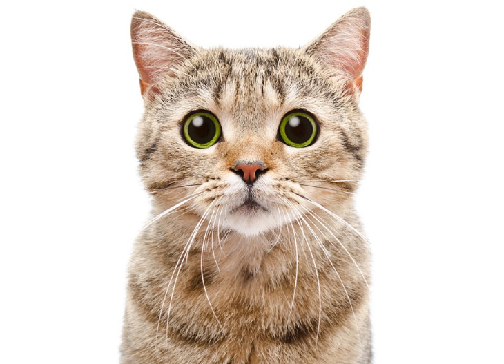 學齡前寶寶睡前故事 貓伯爵