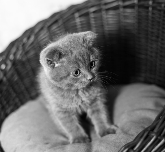 學齡前寶寶睡前故事 貓伯爵