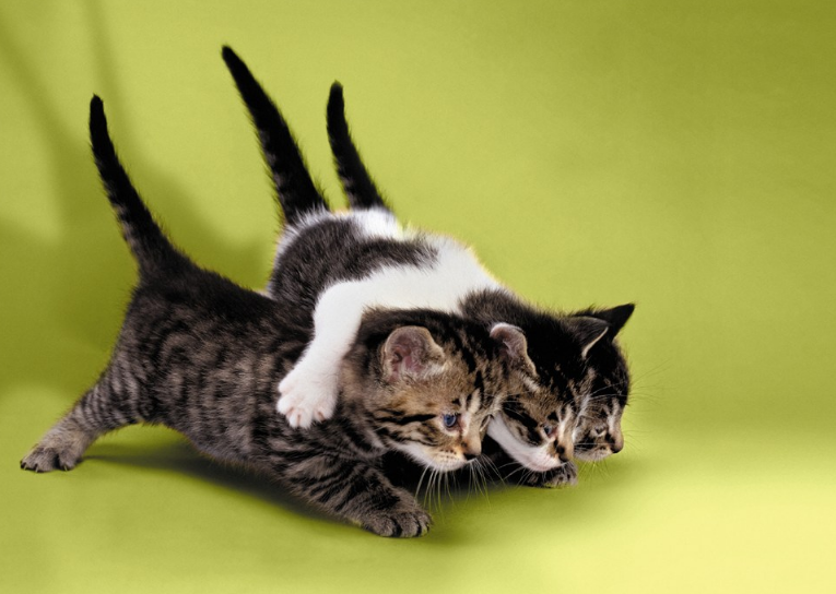 學齡前寶寶睡前故事 貓伯爵