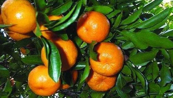 哺乳期能吃蘆柑嗎 哺乳期吃蘆柑好不好