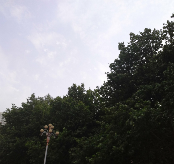 楊絮滿天飛的說說 關(guān)于楊絮讓人心煩說說朋友圈 楊絮滿天飛的說說 關(guān)于楊絮讓人心煩說說朋友圈