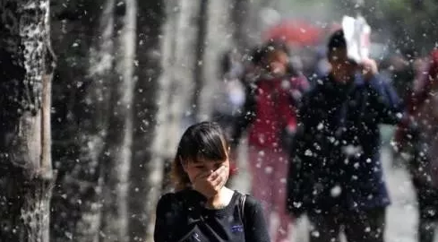 楊絮過敏怎么辦 如何正確有效的避免楊絮過敏