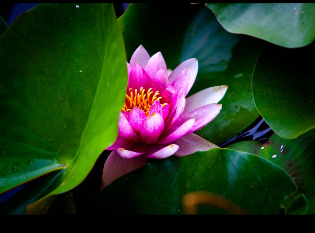 形容初夏的文藝一點的句子 描寫初夏景色的句子 形容初夏的文藝一點的句子 描寫初夏景色的句子