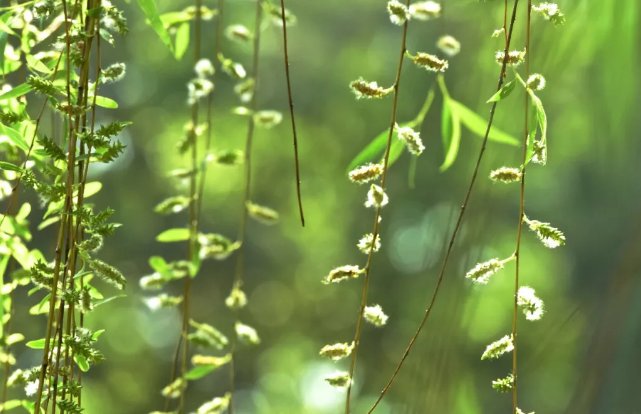 孩子預(yù)防楊柳絮過(guò)敏的方法 怎么預(yù)防柳絮過(guò)敏 孩子預(yù)防楊柳絮過(guò)敏的方法 怎么預(yù)防柳絮過(guò)敏
