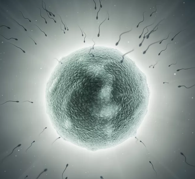 排卵期備孕不成功卵子去哪兒了 卵泡排出后什么時候同房比較好 排卵期備孕不成功卵子去哪兒了 卵泡排出后什么時候同房比較好