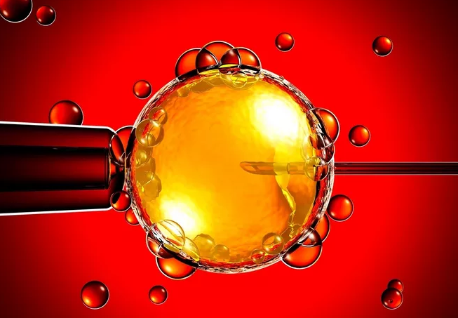 排卵期備孕不成功卵子去哪兒了 卵泡排出后什么時候同房比較好 排卵期備孕不成功卵子去哪兒了 卵泡排出后什么時候同房比較好