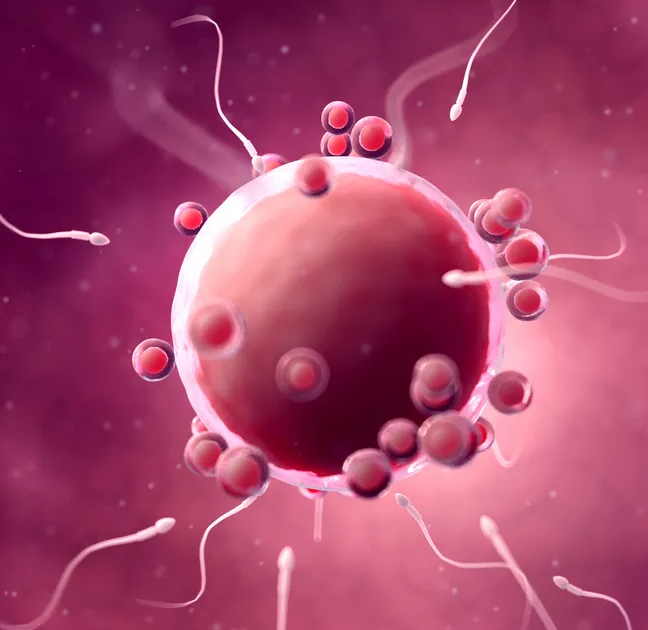 排卵期備孕不成功卵子去哪兒了 卵泡排出后什么時候同房比較好 排卵期備孕不成功卵子去哪兒了 卵泡排出后什么時候同房比較好