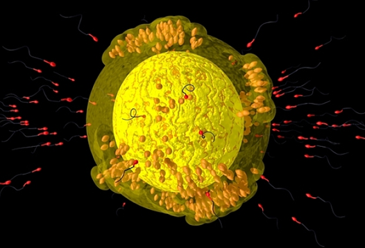 孕早期胎停有哪些癥狀 影響胎停的因素