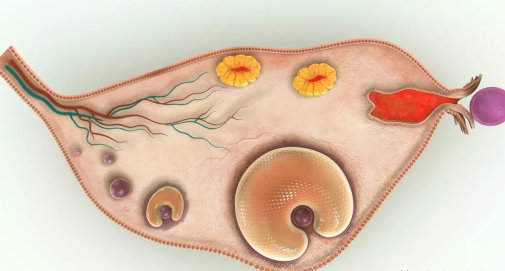 女性內(nèi)分泌失調(diào)的癥狀 女性內(nèi)分泌失調(diào)的原因 女性內(nèi)分泌失調(diào)的癥狀 女性內(nèi)分泌失調(diào)的原因