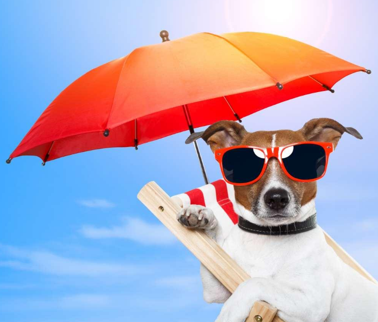 怎么給孩子選擇合適的太陽鏡 給孩子買什么材質的太陽鏡比較好 怎么給孩子選擇合適的太陽鏡 給孩子買什么材質的太陽鏡比較好