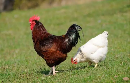 產后下奶吃公雞還是母雞好 產后吃什么下奶 產后下奶吃公雞還是母雞好 產后吃什么下奶