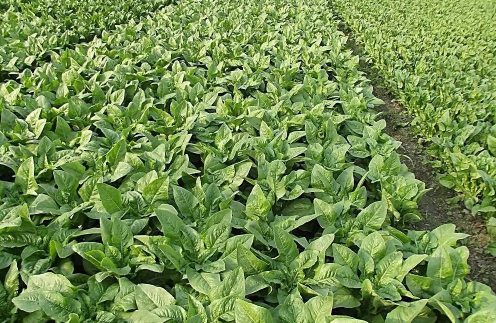 哺乳期吃萵筍下奶嗎 哺乳期吃萵筍的好處有哪些