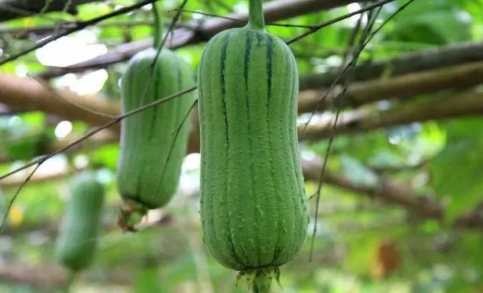 哺乳期吃絲瓜能下奶嗎 哺乳期吃絲瓜怎么做下奶湯