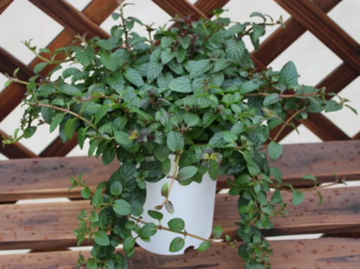 哺乳期可以喝薄荷茶嗎 哺乳期喝薄荷茶會回奶嗎