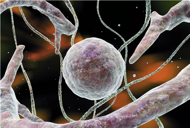 促排卵卵泡是空的是怎么回事 空卵泡和正常卵泡有什么區別 促排卵卵泡是空的是怎么回事 空卵泡和正常卵泡有什么區別