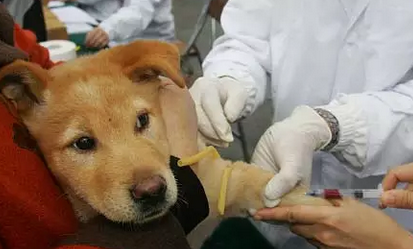 注射狂犬疫苗后第二天死亡是什么情況 為什么注射了狂犬疫苗還會死亡 