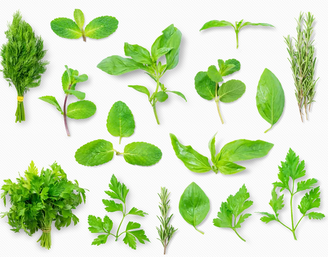 孕婦可以吃香菜嗎 懷孕初期怎么吃香菜比較好