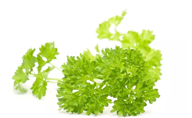 孕婦可以吃香菜嗎 懷孕初期怎么吃香菜比較好