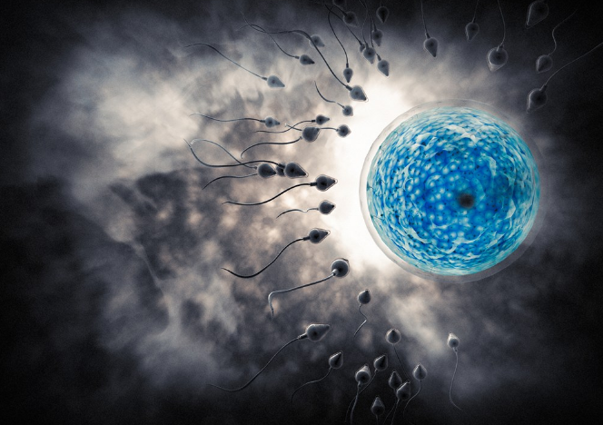 阿Sa為什么凍卵 香港凍卵需要多少錢 阿Sa為什么凍卵 香港凍卵需要多少錢