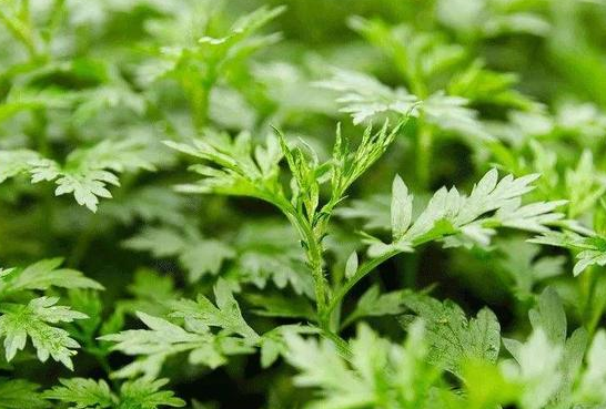 艾草水給寶寶洗澡好嗎 寶寶長痱子了能用艾草水嗎 艾草水給寶寶洗澡好嗎 寶寶長痱子了能用艾草水嗎