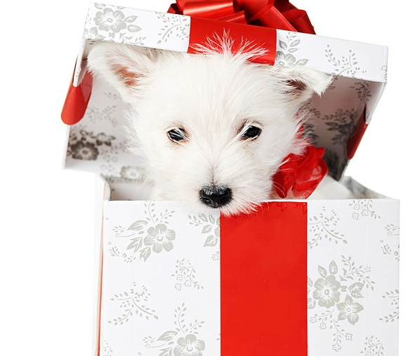 520收到禮物感動的心情說說  520收到禮物驚喜心情句子