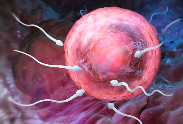 凍卵受孕成功率高嗎 凍卵需要進行幾次療程 凍卵受孕成功率高嗎 凍卵需要進行幾次療程