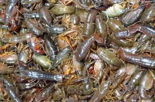 懷孕吃小龍蝦能補鈣嗎 孕婦吃小龍蝦能吃蝦頭嗎