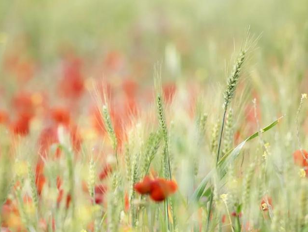 2019今日小滿說說朋友圈 朋友圈小滿節氣說說祝福語