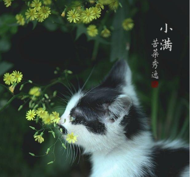 今日小滿早安心語(yǔ) 今日小滿朋友圈說(shuō)說(shuō)配圖