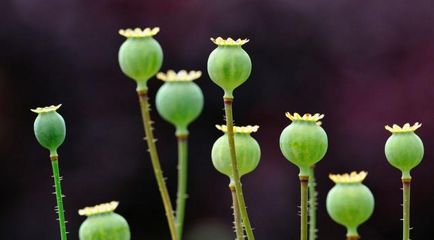 今日小滿早安心語(yǔ) 今日小滿朋友圈說(shuō)說(shuō)配圖