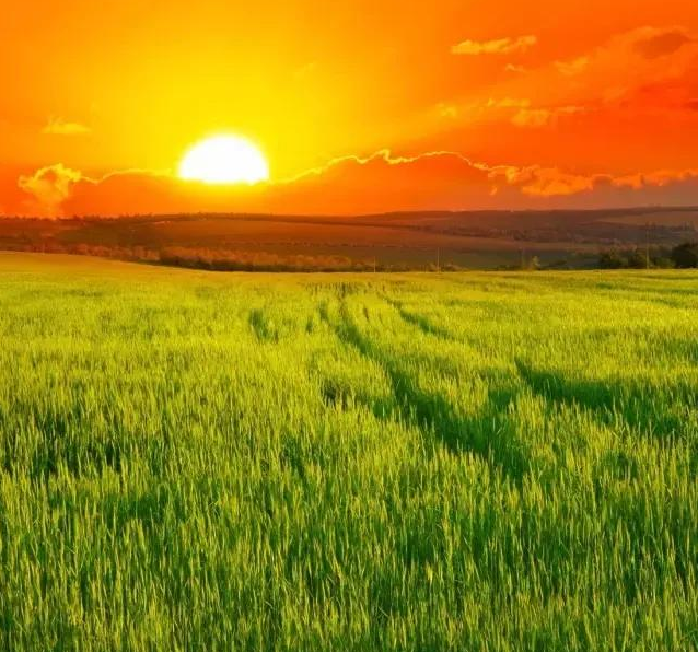 今日小滿早安心語(yǔ) 今日小滿朋友圈說(shuō)說(shuō)配圖