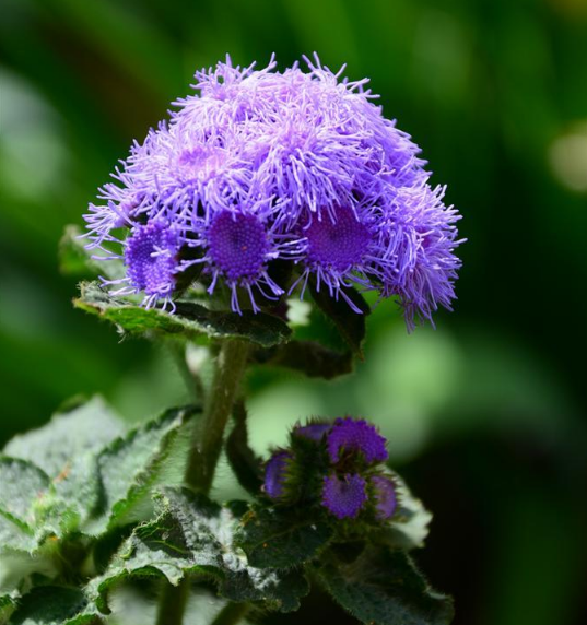 小滿節氣怎么養生 小滿節氣吃什么東西比較好